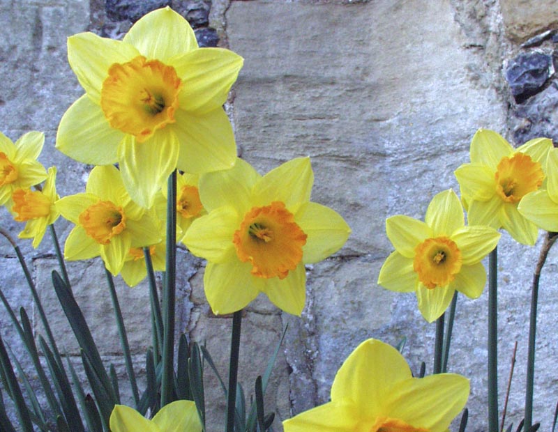 Daffodils in a Wiltshire garden