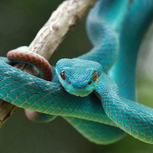 Green snake coiled around a branch