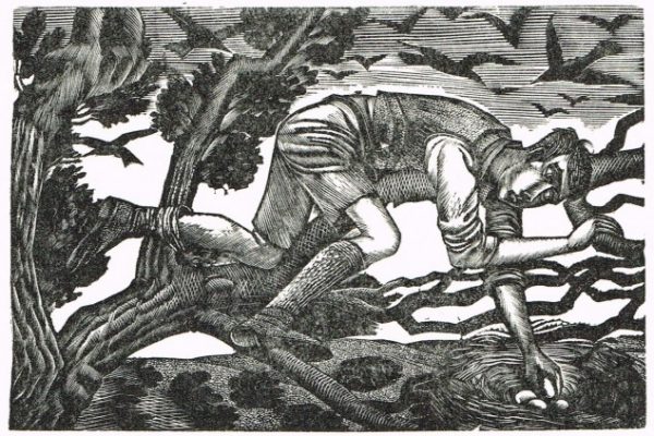 Wood engraving of a boy reaching into a nest and holding one of the eggs.